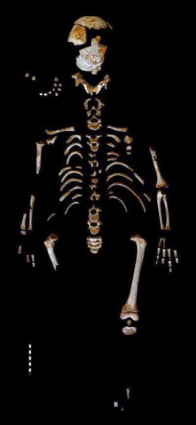Skeleton of the Neanderthal boy recovered from the El Sidrón cave (Asturias, Spain).