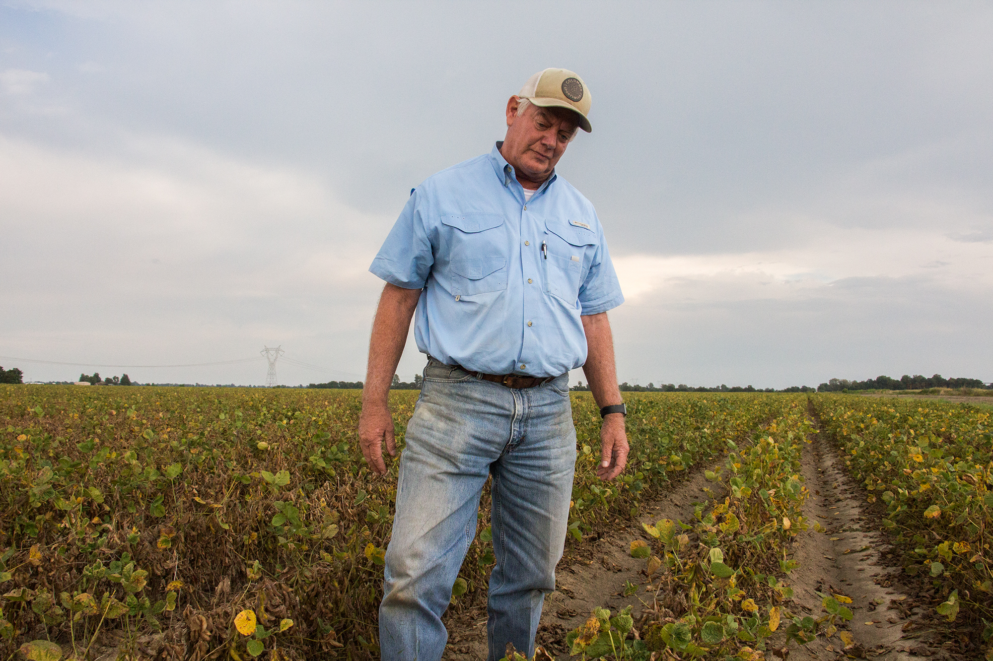 David Wildy, a prominent Arkansas farmer, in a field of soybeans that were damaged by dicamba.  He says that &quot;farmers need this technology. But right is right and wrong is wrong. And when you let a technology, a pesticide or whatever, get on your neighbor, it's not right. We can't do that.&quot; (Dan Charles/NPR)