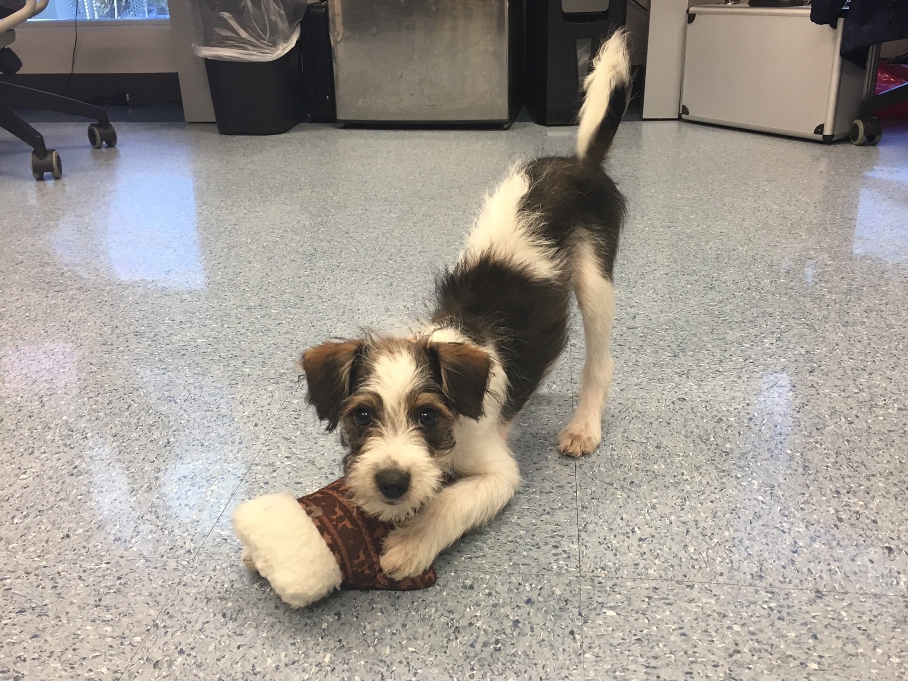 Lulu Garcia-Navarro found Kiko in a shelter after Hurricane Irma in Miami. &quot;He licked my nose and it was pure love,&quot; she says. (NPR)