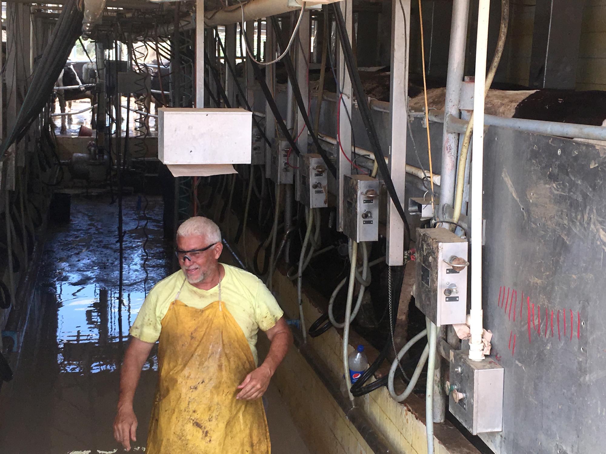 A worker milking cows at a farm in Manati, Puerto Rico, on Thursday. Puerto Rico's dairy farmers account for about a third of the island's total agricultural production. Now they're struggling to recover their cows and get them milked. (Courtesy of Manuel Perez)