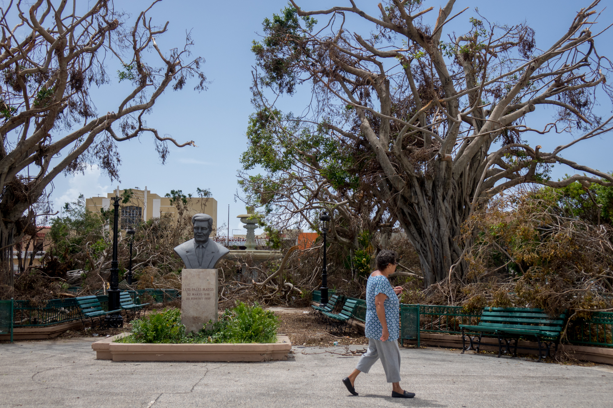 Trees in the square of the southern town of Guayama, Puerto Rico, were knocked down by Hurricane Maria. (Angel Valentin for NPR)