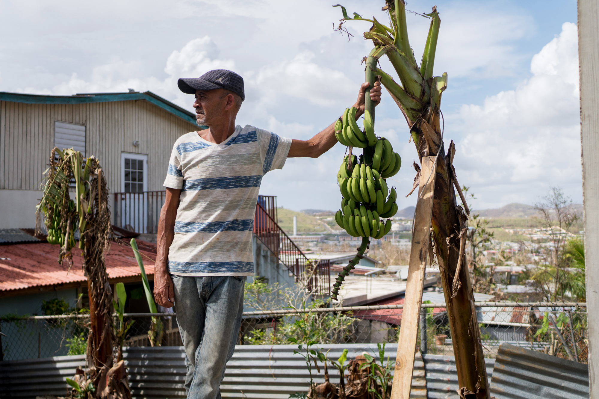 Angel Ramos hangs on to a banana plant in his neighbor's backyard. (Angel Valentin for NPR)