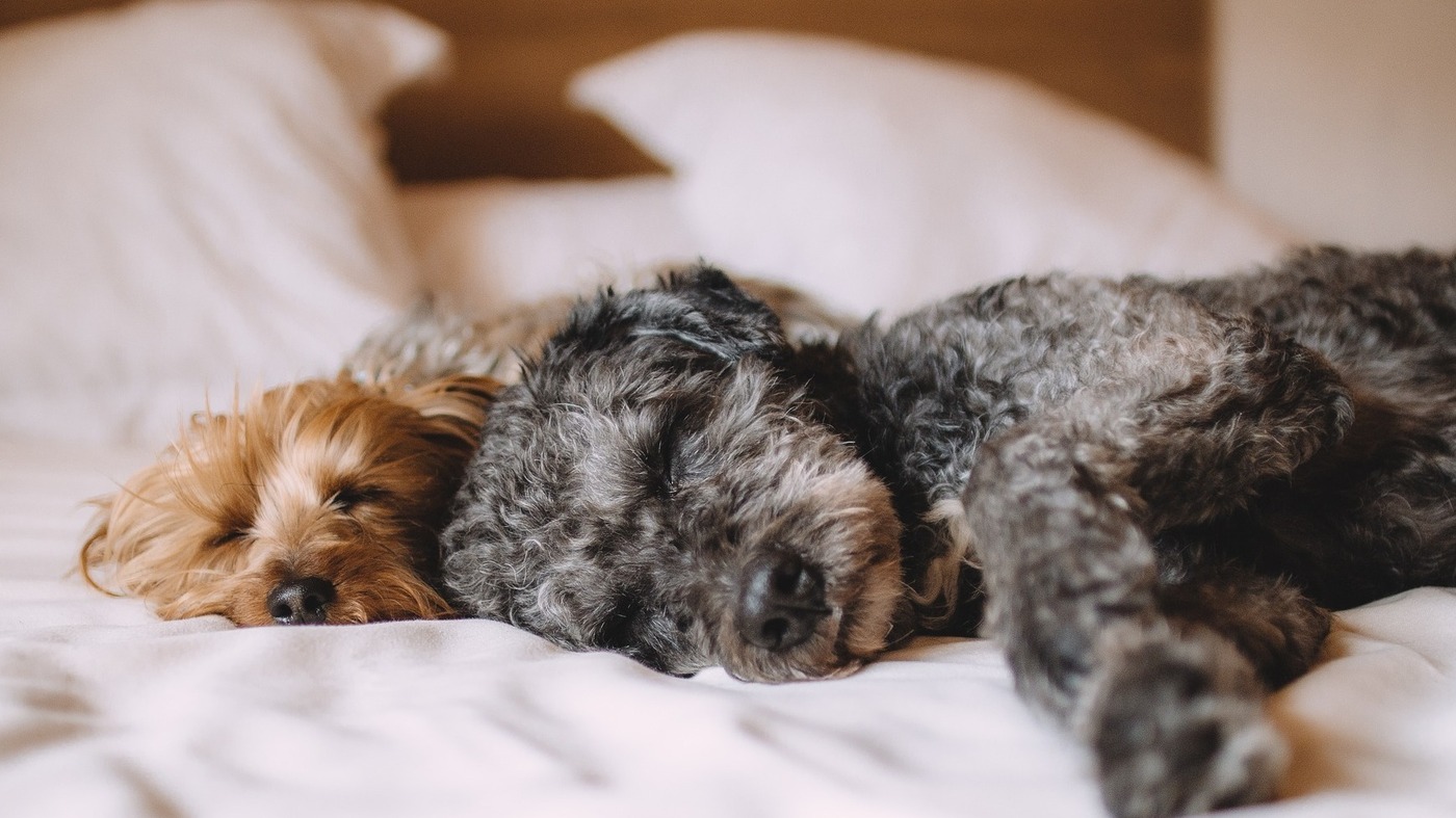 Is Poochy Stealing the Covers?