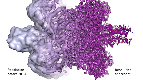 An illustration provided by the Royal Swedish Academy of Sciences shows the dramatic gain in resolution that came with the development of cryo-electron microscopy. What had been seen as blobs can now be distinguished as proteins in atomic resolution.
