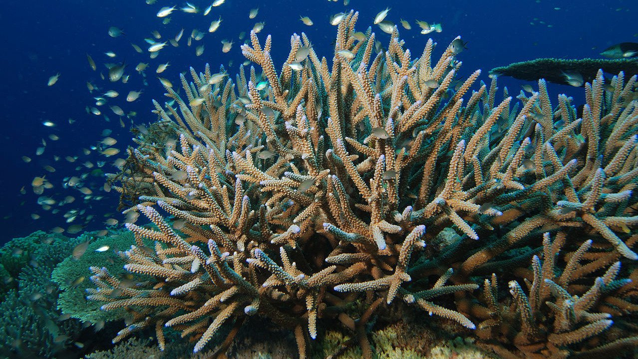 coral reefs npr