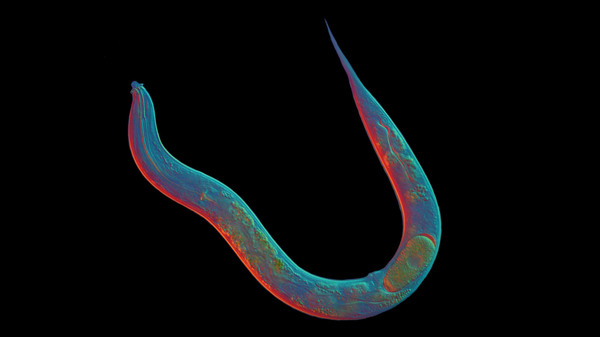 When it comes to sex, the roundworm Diploscapter pachys is a loner.