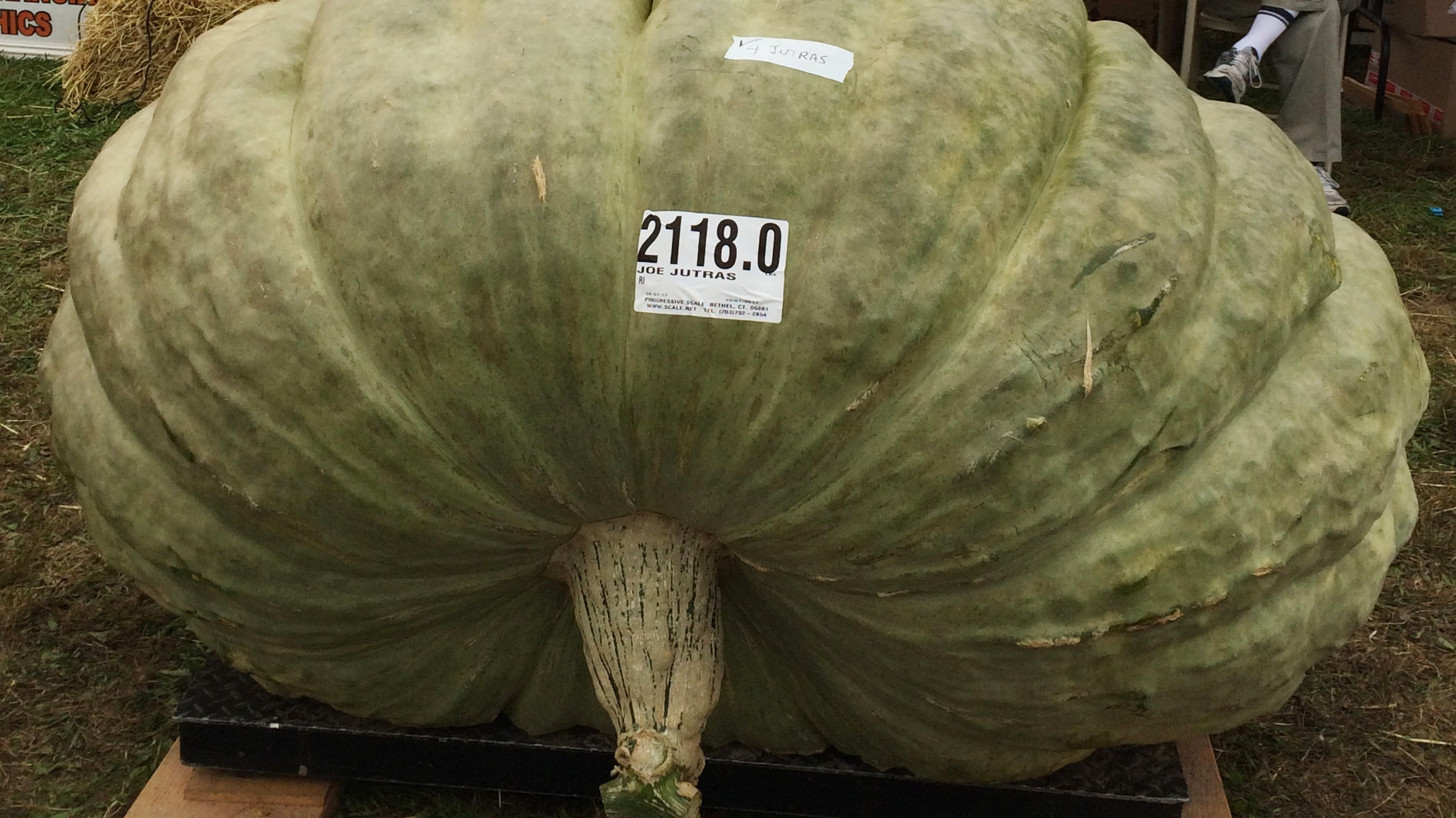 Green Squash Deemed World's Biggest Brings Triple Win To R.I. Grower