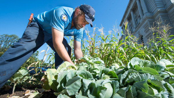 Rob Gimpel tends to the war garden at the Library of Congress.