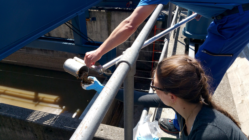 Researchers collect a sample at the Werdhölzli wastewater treatment plant in Zurich, as part of an Eawag research project exploring the concentration of various metals in treated wastewater. (Elke Suess/Eawag)