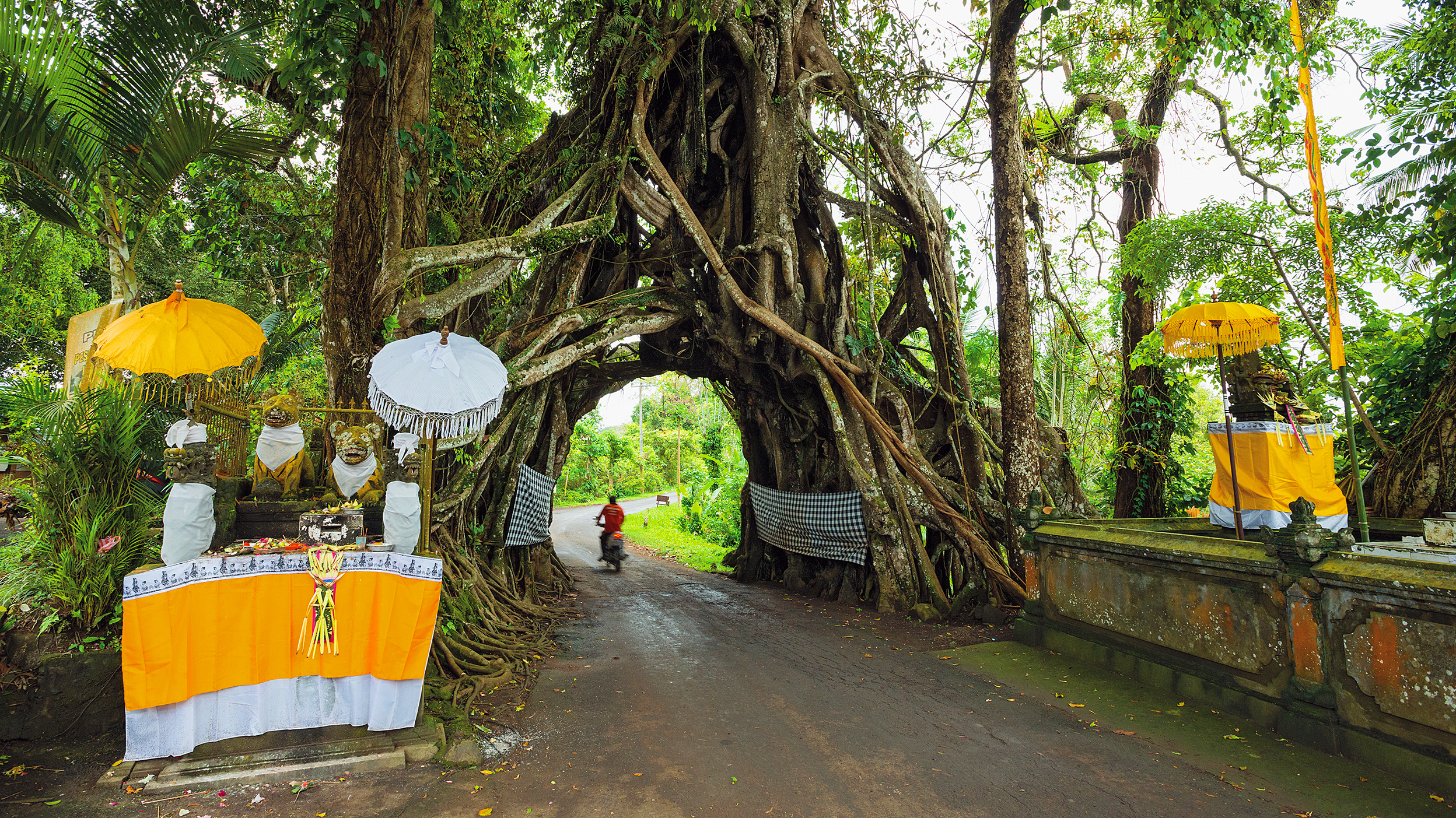 The Book 'Wise Trees' Has Photos Of Extraordinary Trees Around The ...