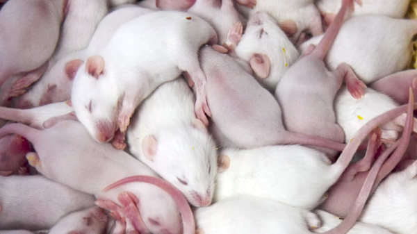 A mass of baby rats featured in Rat Film.