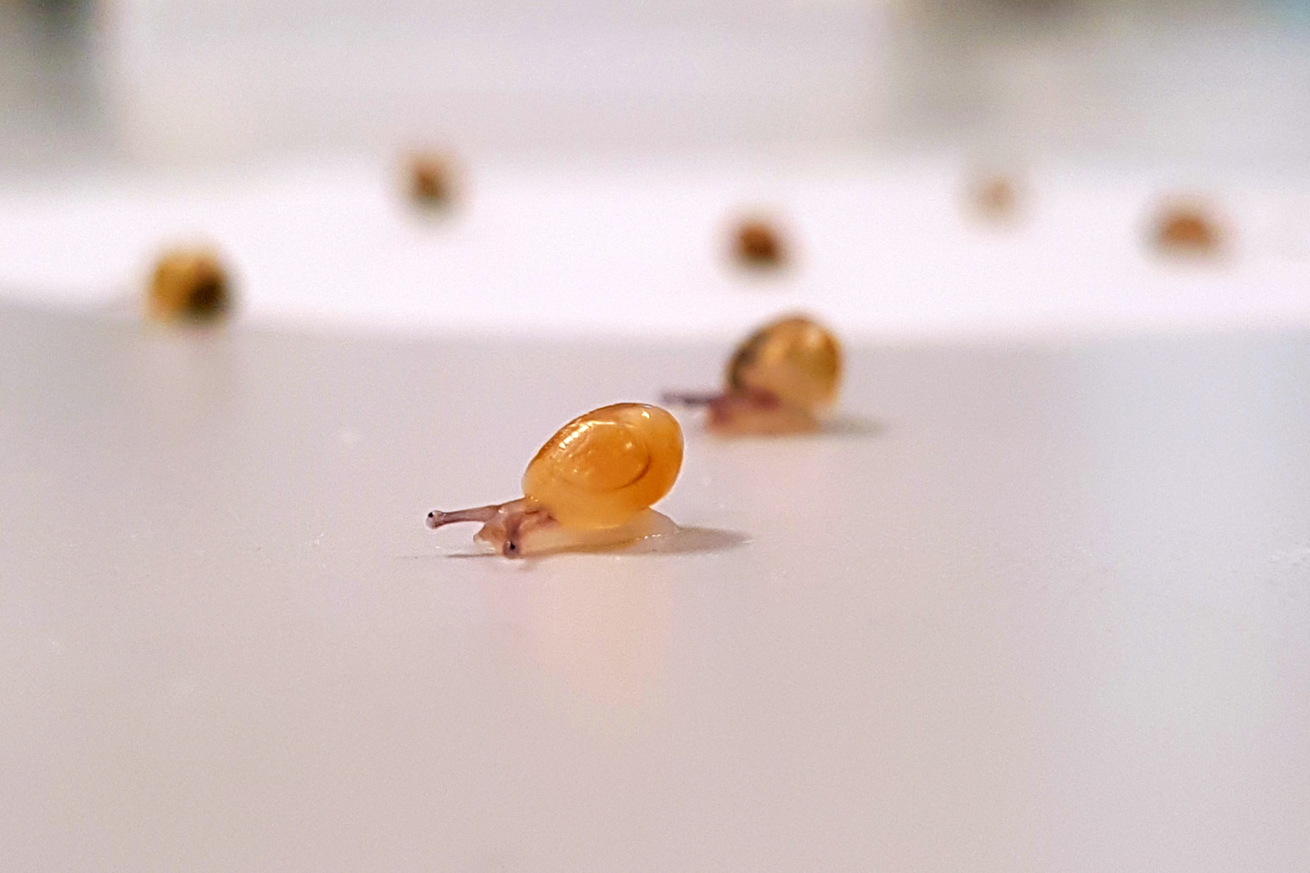 A sinistral snail at the University of Nottingham has brought 56 baby snails into the world. They all have right-curling shells. And about a third are believed to be &quot;fathered&quot; by Jeremy the snail. (University of Nottingham)
