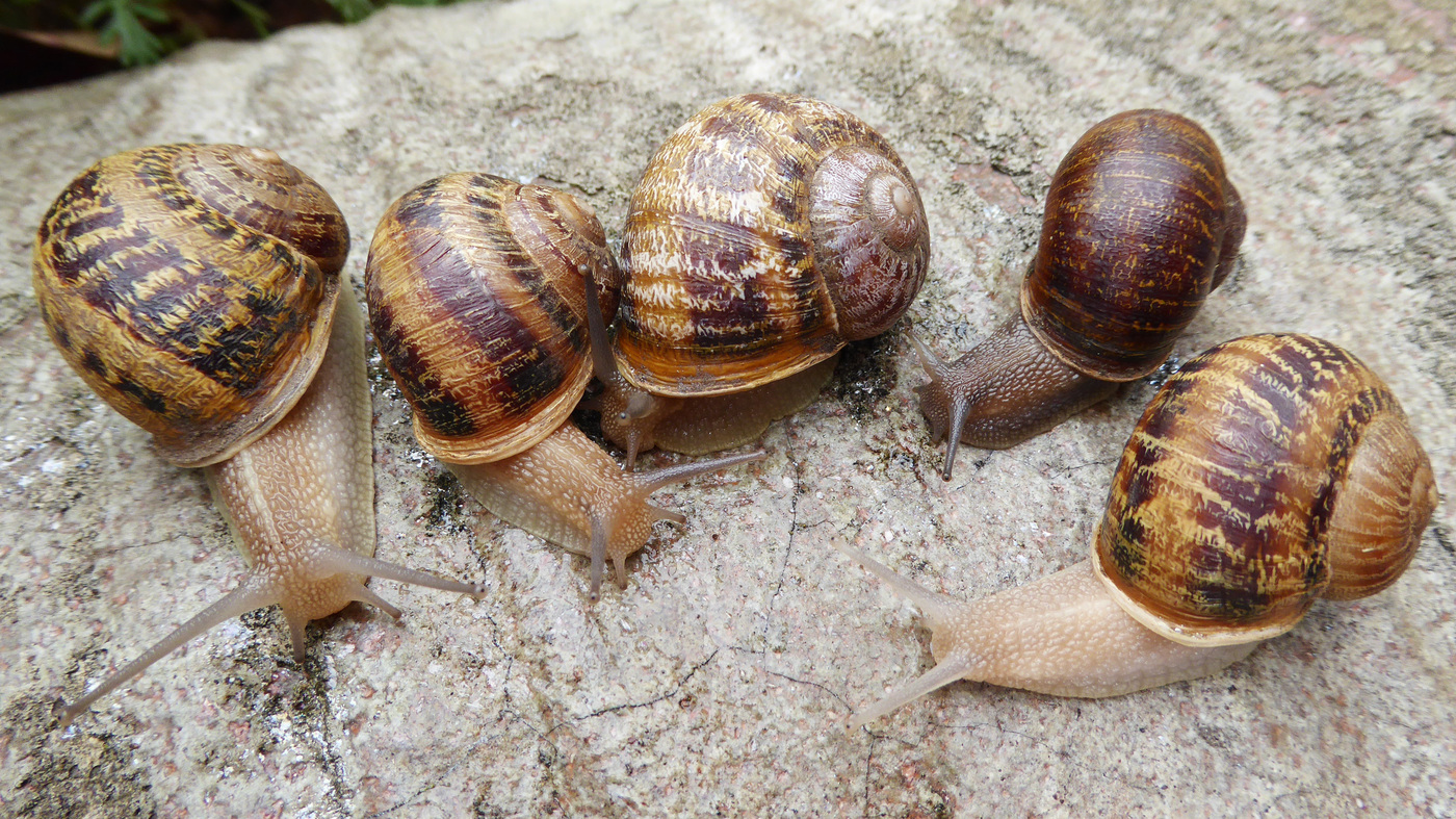 Image result for left coil vs right coiled snail