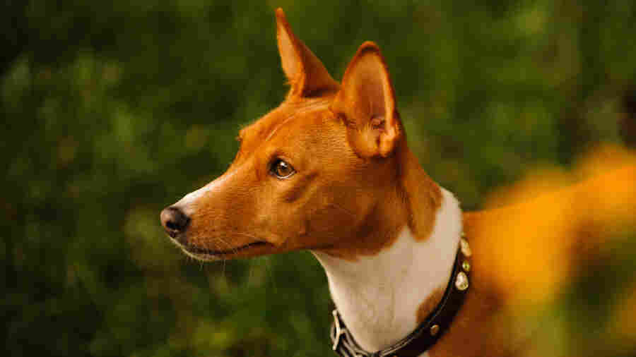 Dogs And People Have More In Common Than You Might Think