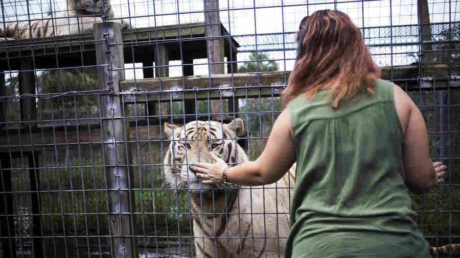 A Home To Big Cats And Raccoons Recovers After Hurricane Irma