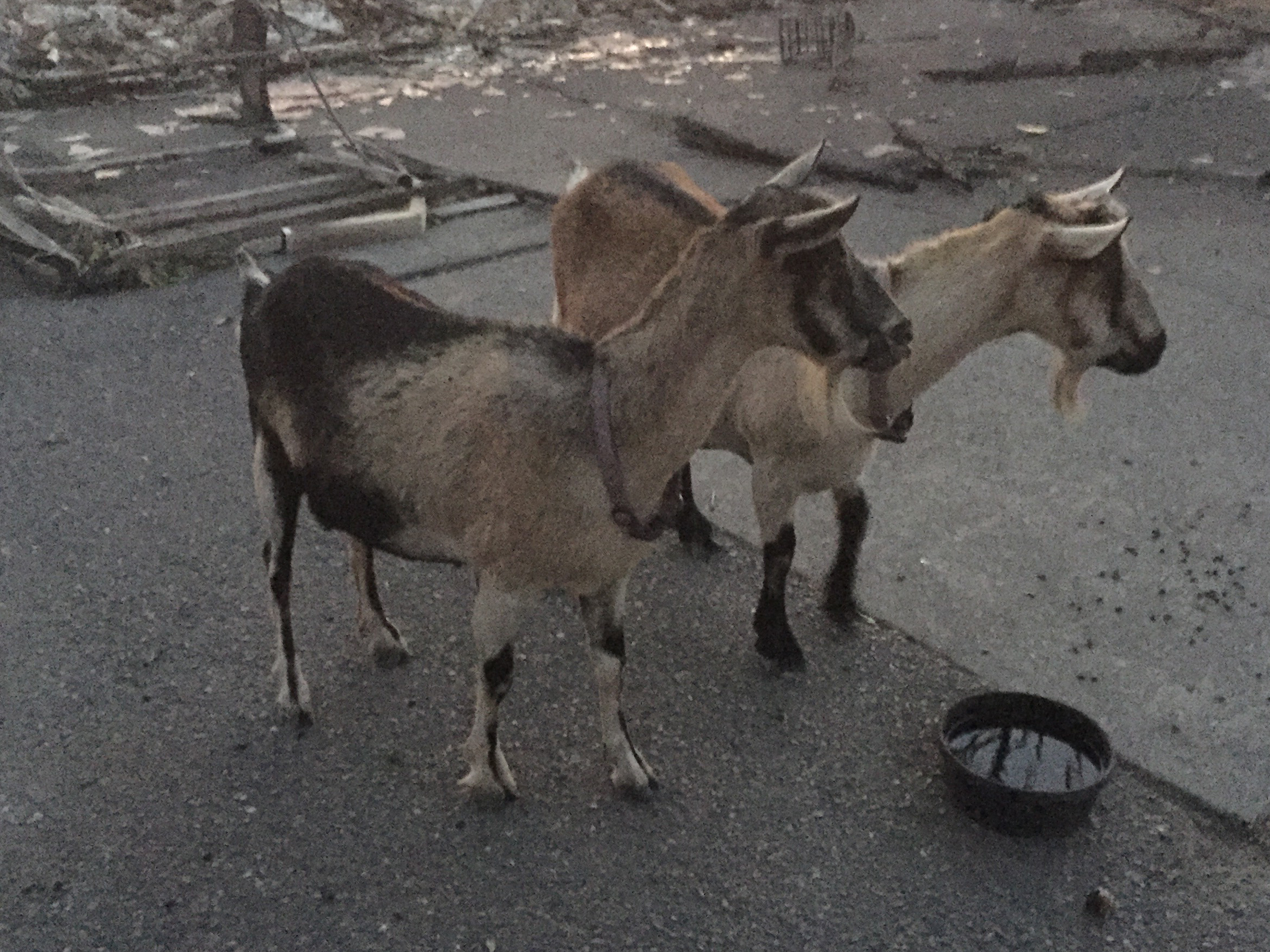 Lucy and Ethel stand next to the charred ruins of Josh Weil and Claire Mollard's home in Santa Rosa, Calif. Someone, likely firefighters, gave the goats a bowl of water. (Courtesy of Josh Weil)