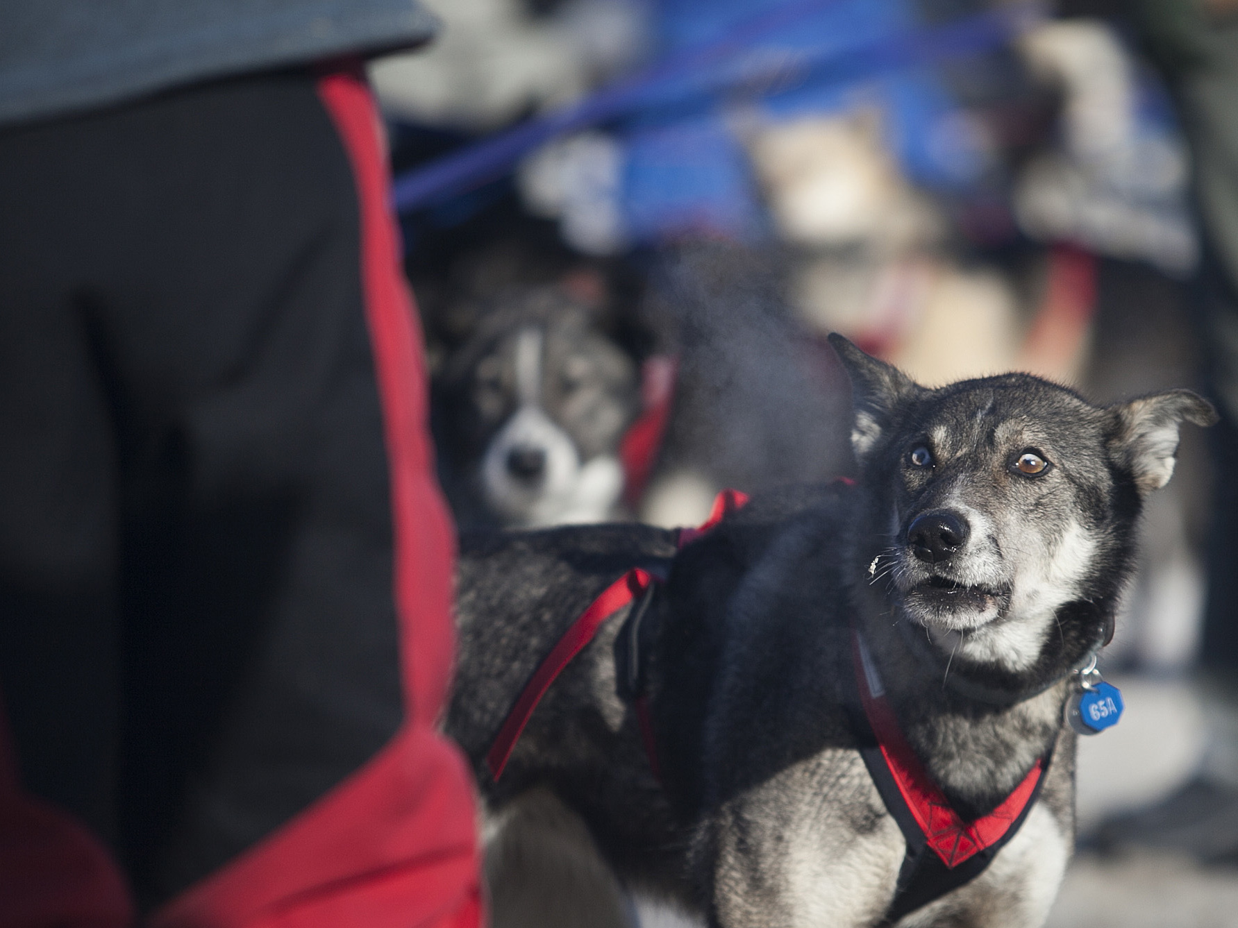 Iditarod sled dogs test positive for banned substance