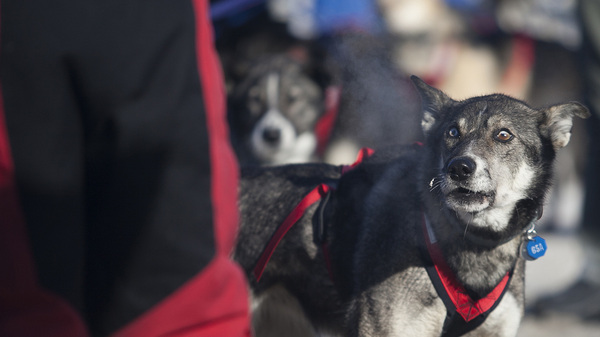 Sled dogs at the 45th Iditarod Trail Sled Dog Race in Fairbanks, Alaska, in March. The race board says several dogs from a single team tested positive for a banned substance.