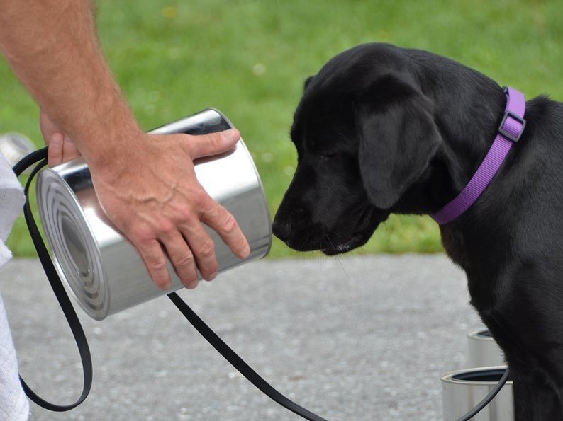 CIA trainee washes out of bomb-detection, reassigned to living room