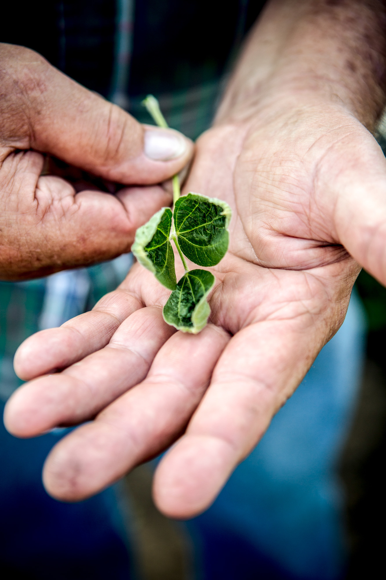 Lyle Hadden, a soybean farmer, holds leaves and a stalk from a soybean plant in a field he planted that shows signs of being affected by dicamba.
