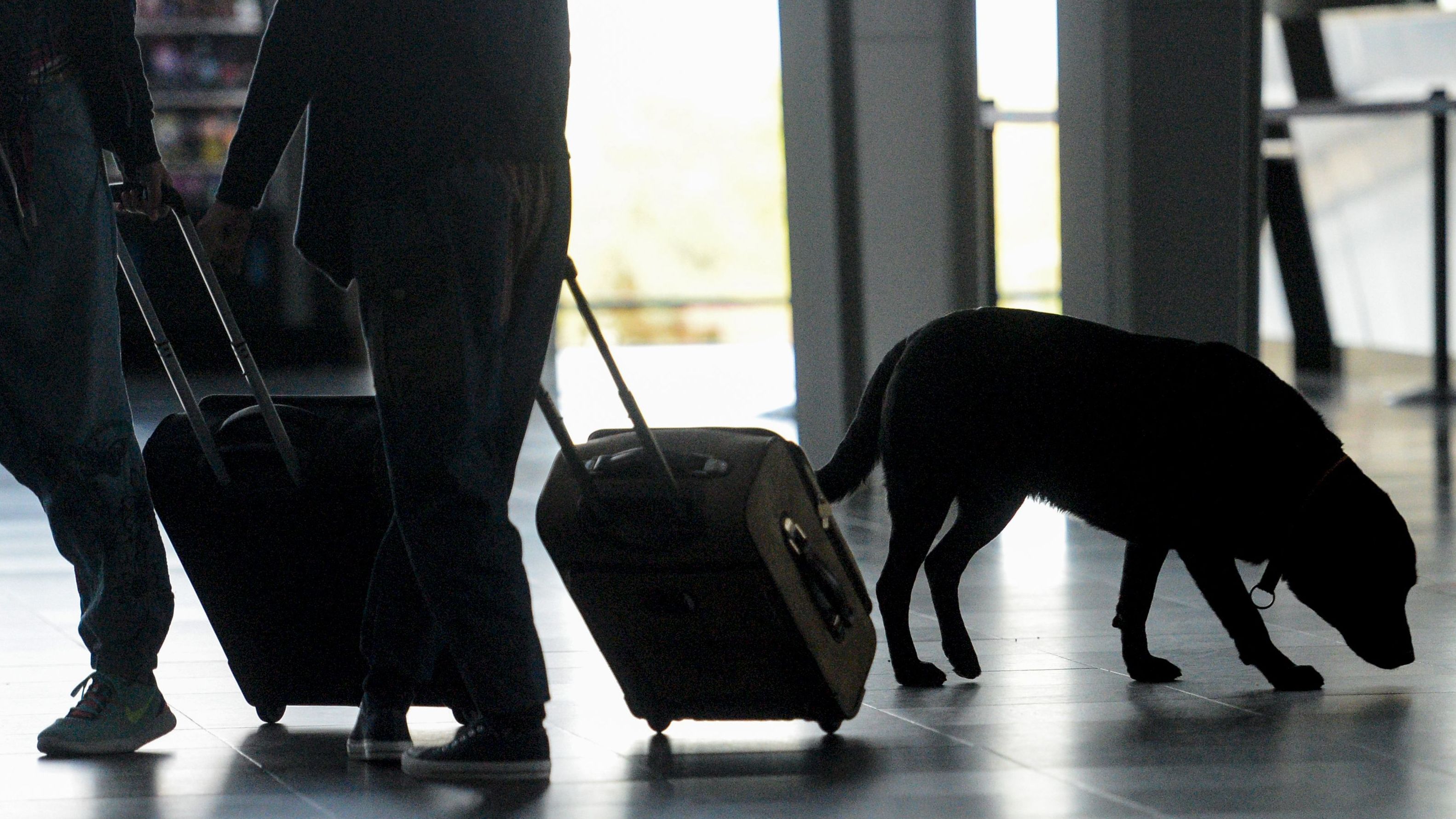 A dog trained to find drugs and banknotes smells luggage at the Mulhouse airport in France on Oct. 10. Dogs trained to detect explosives are expected to be deployed at international airports as part of heightened screening measures for flights to the U.S. (AFP/Getty Images)