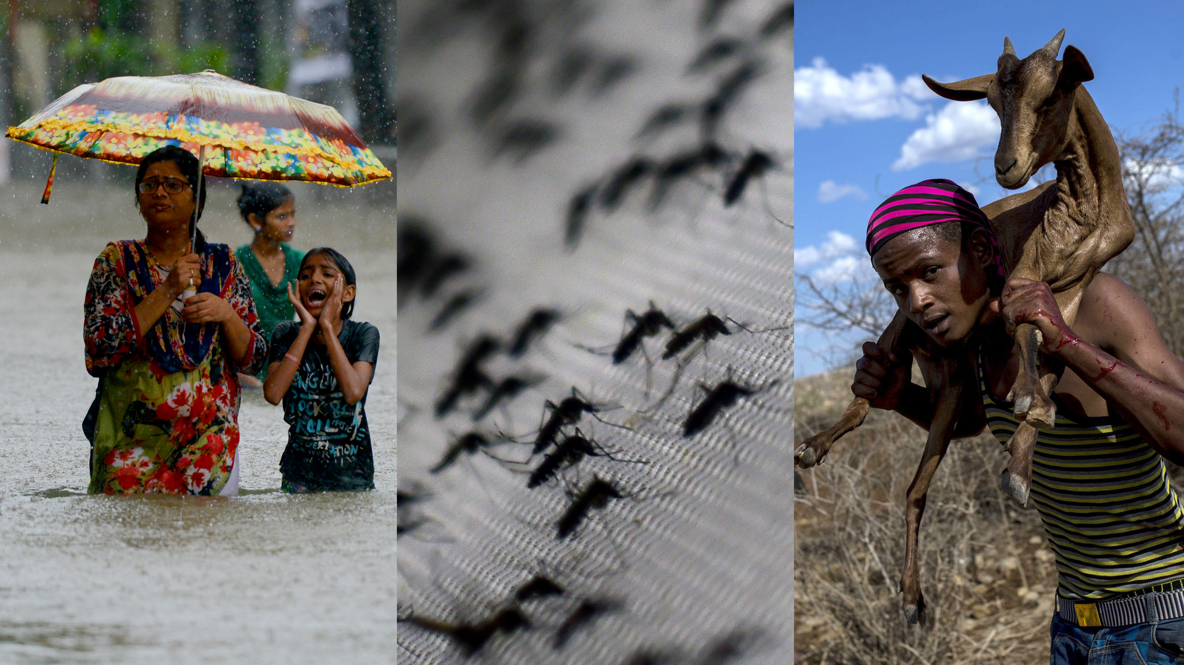 Monsoon rains flooded Mumbai in August 2017. <em>Aedes aegypti</em> mosquitoes can spread diseases like dengue fever. Drought has affected the health of Somalians. ((From left) Punit Paranjpe/AFP/Getty Images; Christophe Simon/AFP/Getty Images; Arif Hudaverdi Yaman/Anadolu Agency/Getty Images)