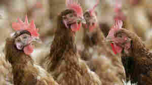 'Big Chicken' Connects Poultry Farming To Antibiotic-Resistant Bacteria 
