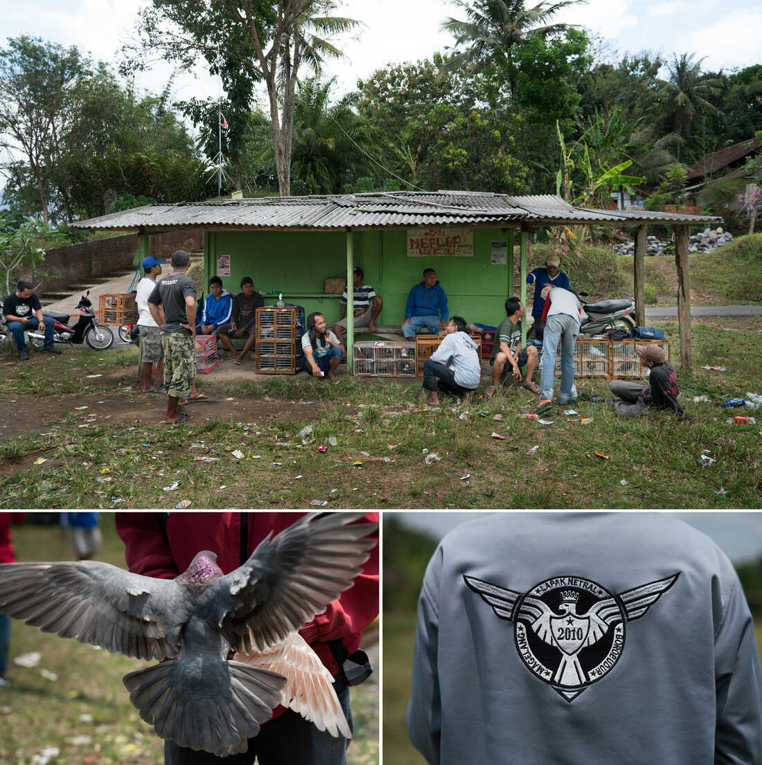 The Pigeon Racers Of Indonesia : Parallels : NPR