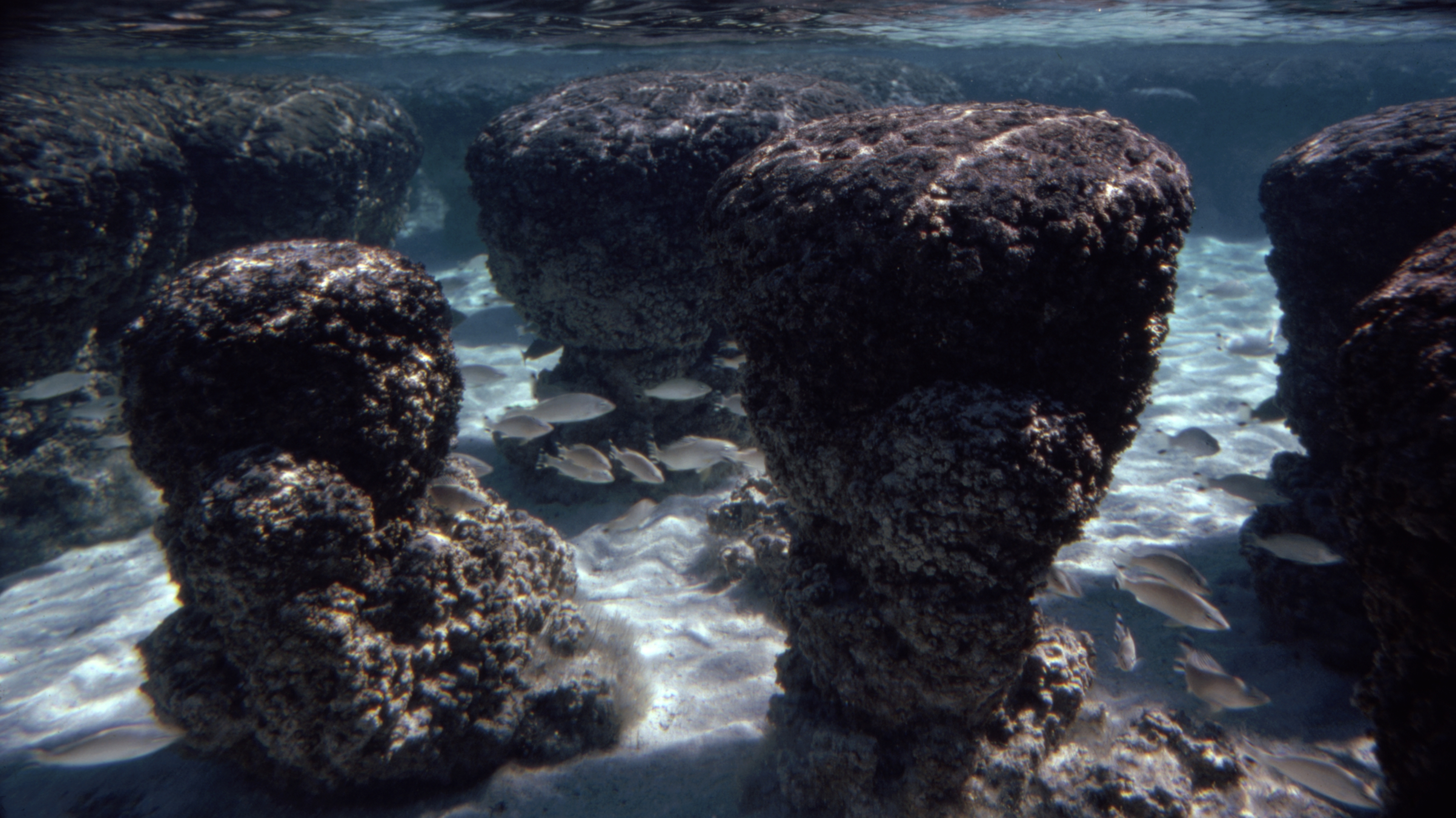 Stromatolites (deposits built by colonies of cyanobacteria), are seen underwater at high tide in Shark Bay, Western Australia.