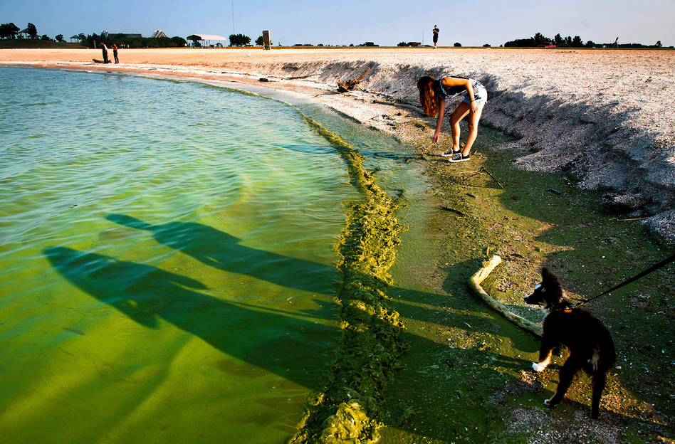 Algae Toxins In Drinking Water Sickened People In 2 Outbreaks WBUR News