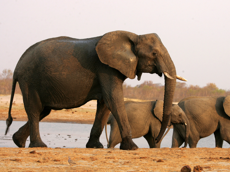 The U.S. Fish and Wildlife Service lifted a ban on importing sport-hunted trophies of elephants from Zimbabwe and Zambia. But President Trump wants to review the decision. (Jekesai Njikizana/AFP/Getty Images)