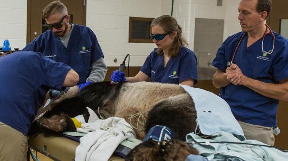 Tian Tian receives laser therapy treatment during a full veterinary exam. (Roshan Patel/Smithsonian's National Zoo)