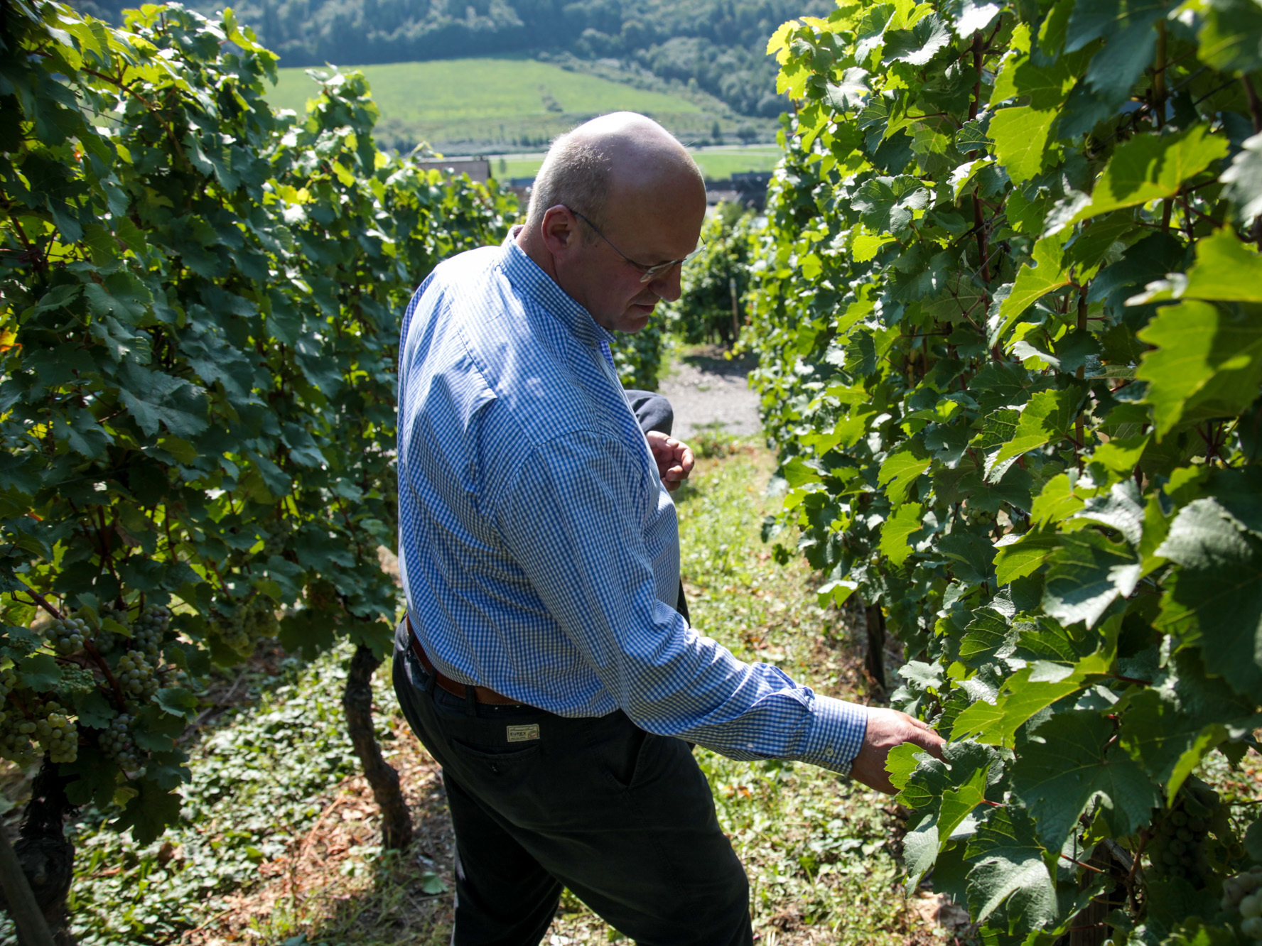 Johannes Selbach checks the green speckled Riesling grapes he grows along the Mosel River in Germany. This year Selbach said the harvest was a record month early, which he says is evidence of global warming. (Daniella Cheslow for NPR)