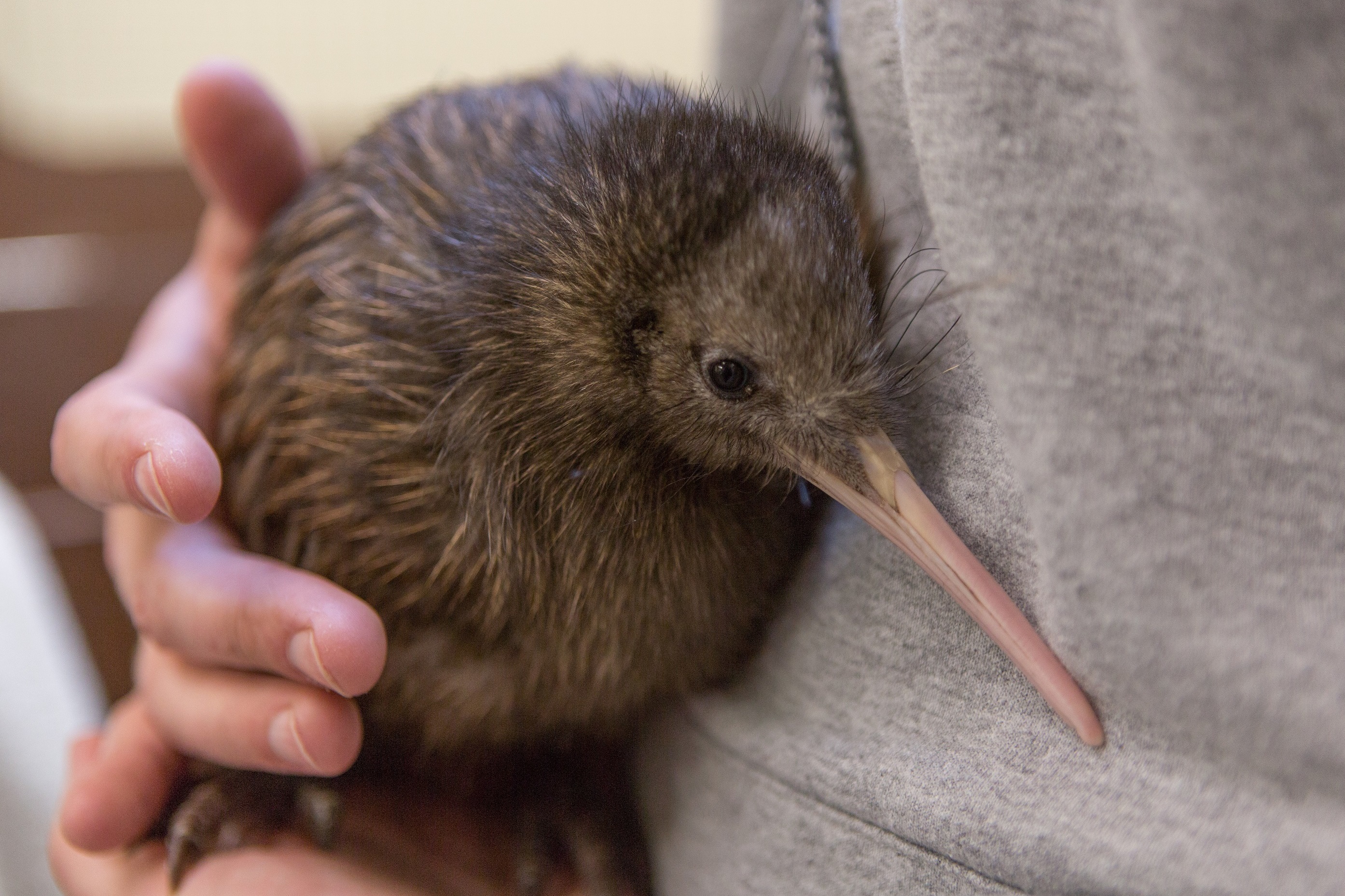 Baby Animal Profile Whetu The Kiwi Chick NCPR News