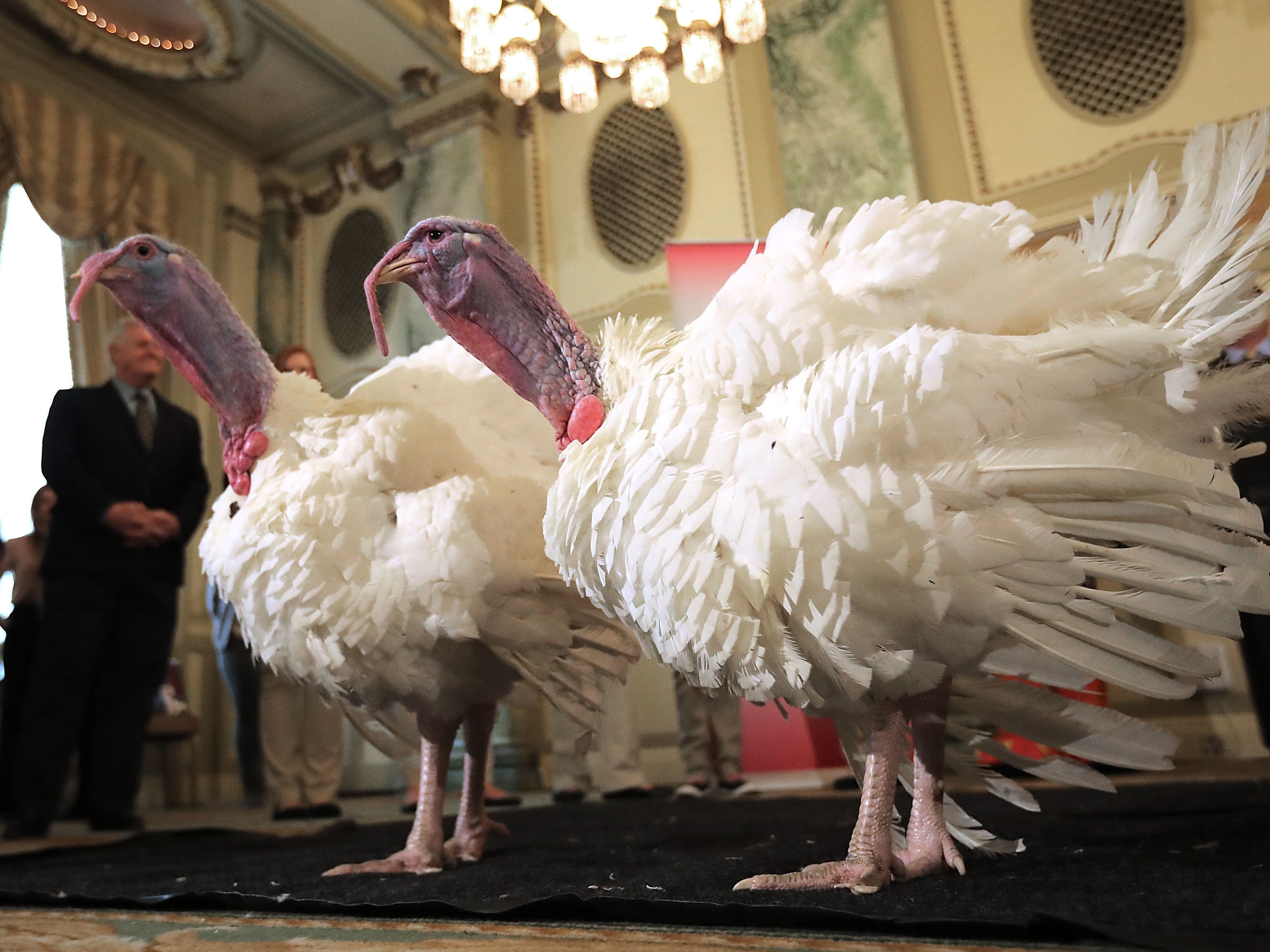 Drumstick and Wishbone, the National Thanksgiving Turkey and its alternate &quot;wingman,&quot; are introduced Monday during an event hosted by The National Turkey Federation at the Williard InterContinental in Washington, D.C. One of the 40-pound fowl will be presented to President Trump at the White House on Tuesday, when he will ceremoniously &quot;pardon&quot; it. (Getty Images)