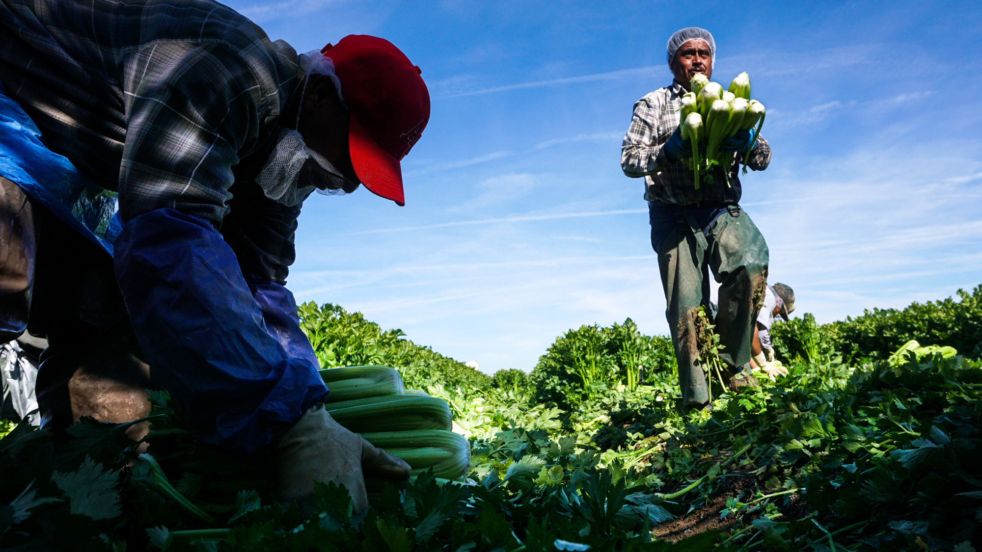 Researchers point to a number of causes for dwindling farmworkers: tighter border controls; higher prices charged by smugglers; well-paying construction jobs and a growing middle-class in Mexico that doesn't want to pick vegetables for Americans. (AFP/Getty Images)