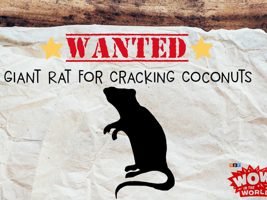 WANTED Giant Rat For Cracking Coconuts NPR