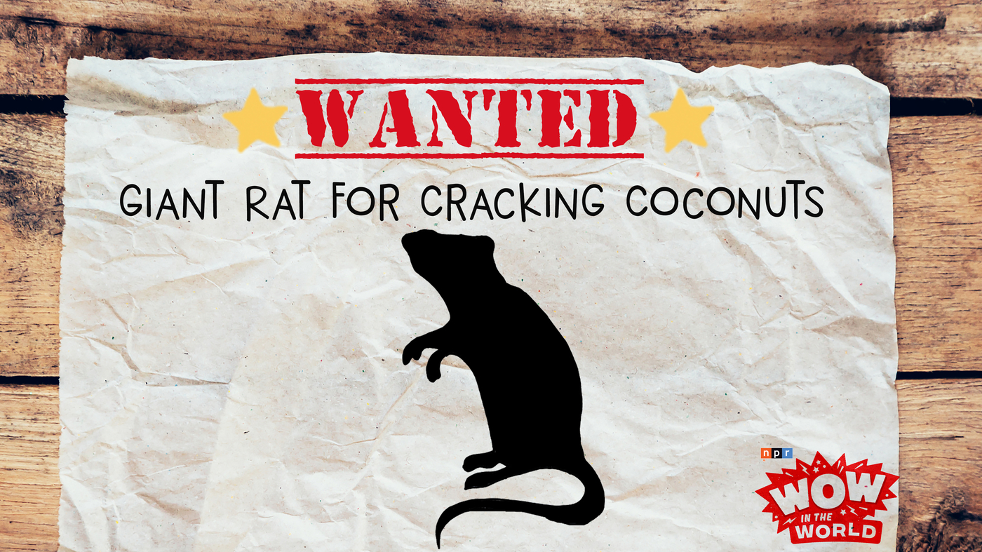 WANTED Giant Rat For Cracking Coconuts NPR