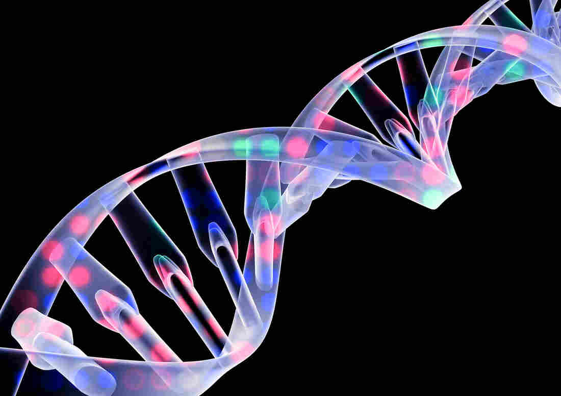 After decades of disappointment, doctors have been able to treat several different types of genetic conditions by giving each patient a healthy version of their defective gene.