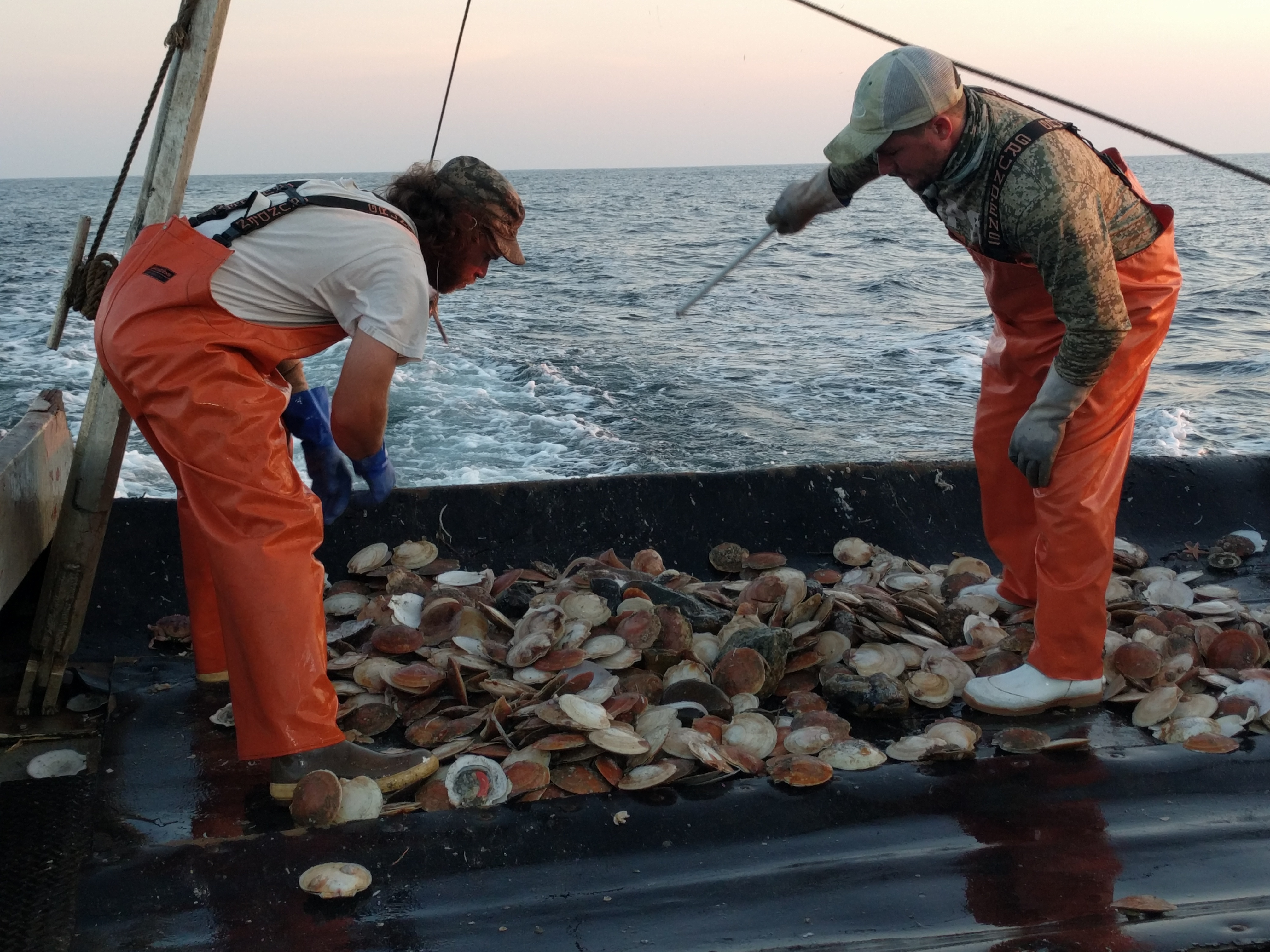 Scallop fishermen discard their bycatch near Montauk, N.Y. These waters are some of the most productive fishing grounds on the Eastern Seaboard. (Jon Kalish for NPR)