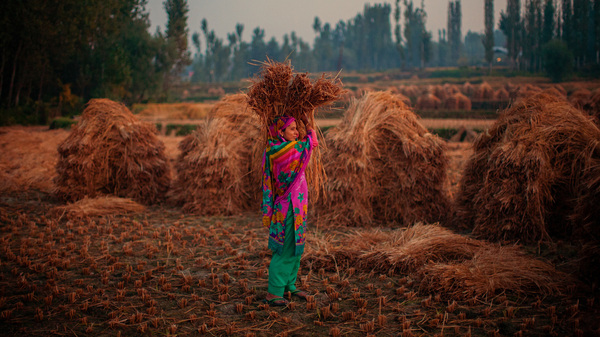 A woman farmer makes hay bales in Kashmir, India. In India, women comprise about a third of the agricultural labor in developing countries.