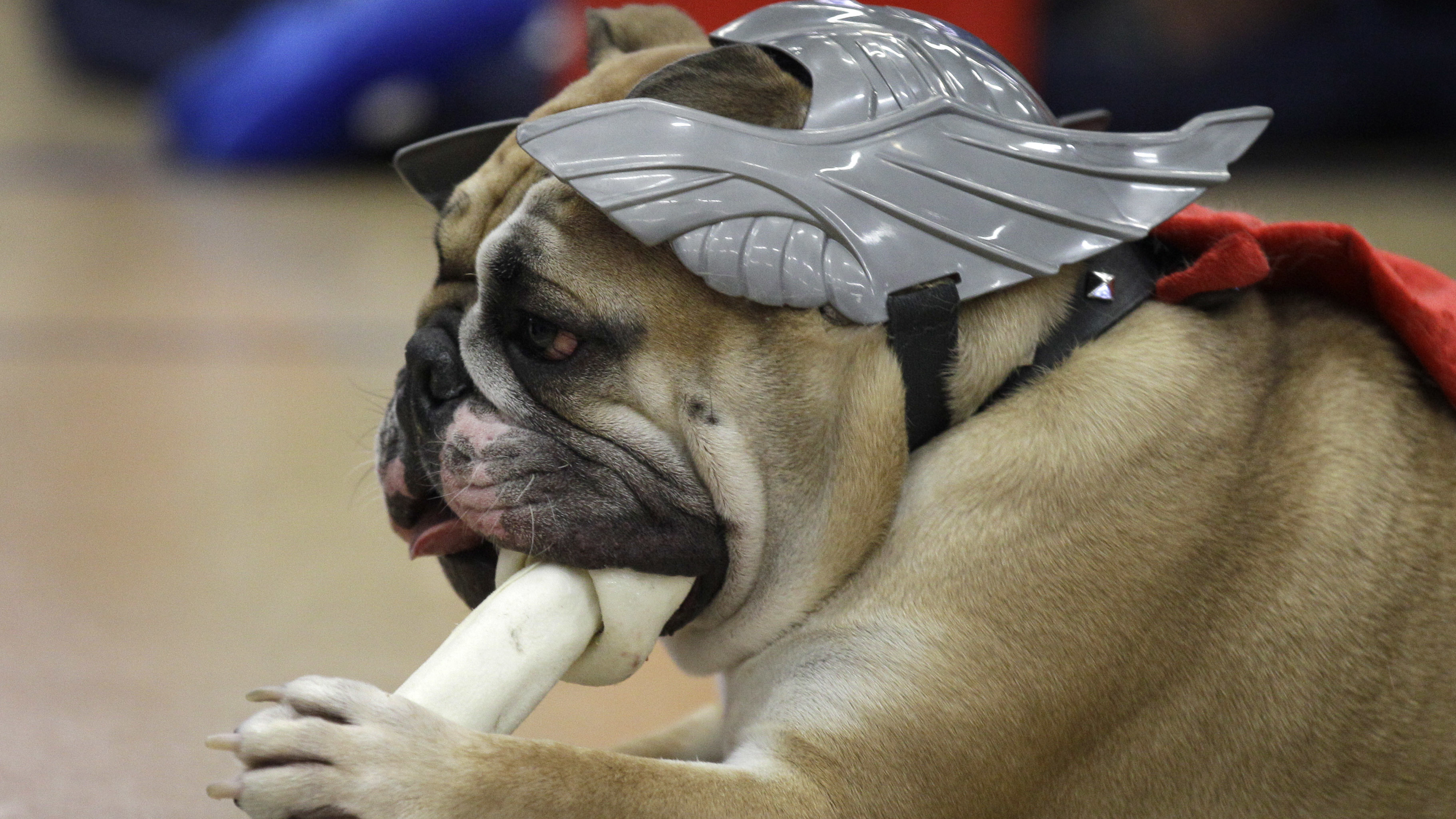 FDA warns about 'bone treats' after reports of dog illnesses, deaths FDA warns about 'bone treats' after reports of dog illnesses, deaths