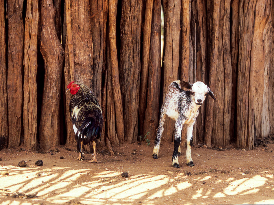 The modest proposal: Keep your daughter in school for two years and don't marry her off and you'll get a goat or two chickens. The animals pictured above live in Ethiopia, where the strategy to stop child marriage was tested.