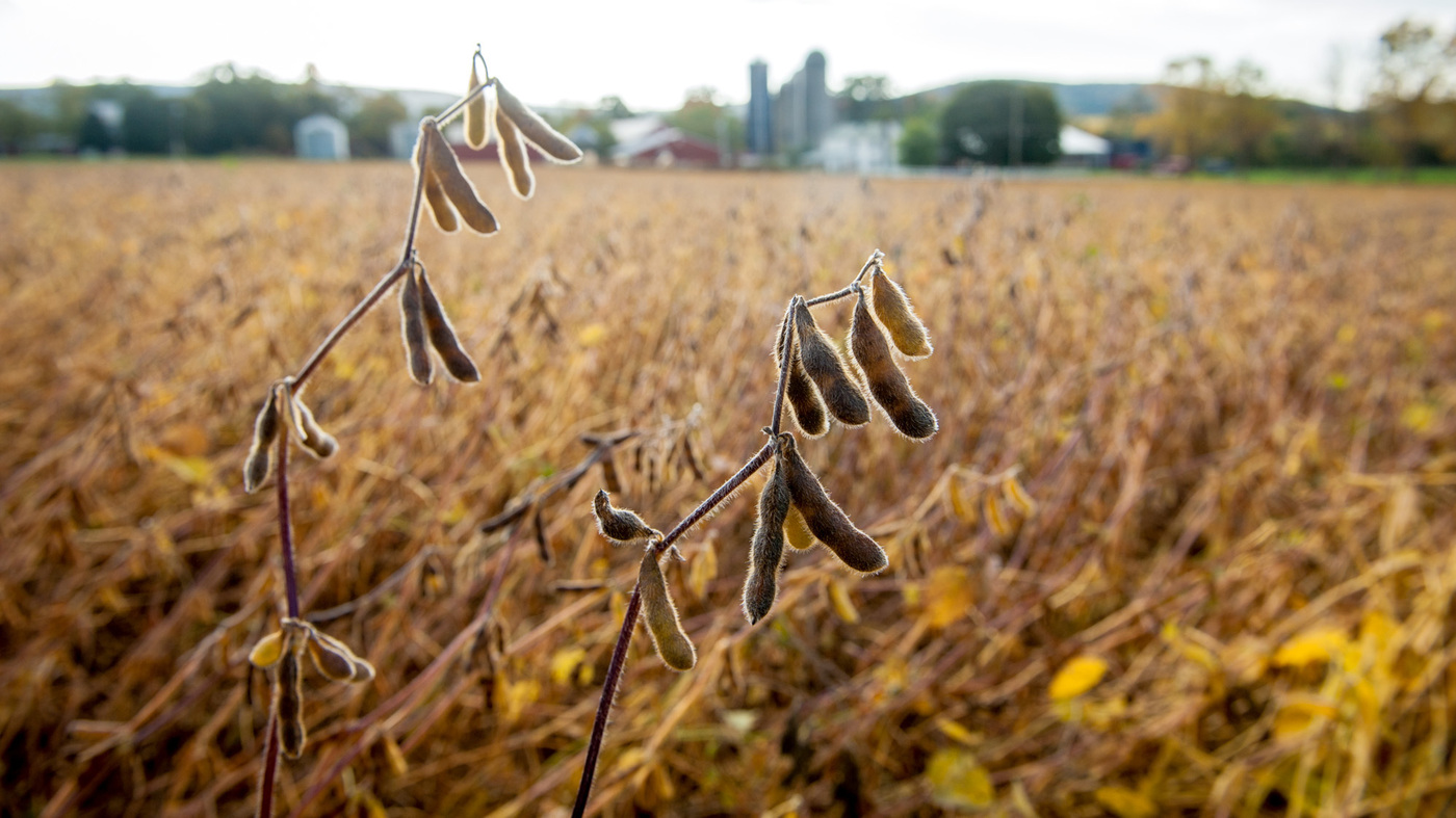 soybean npr
