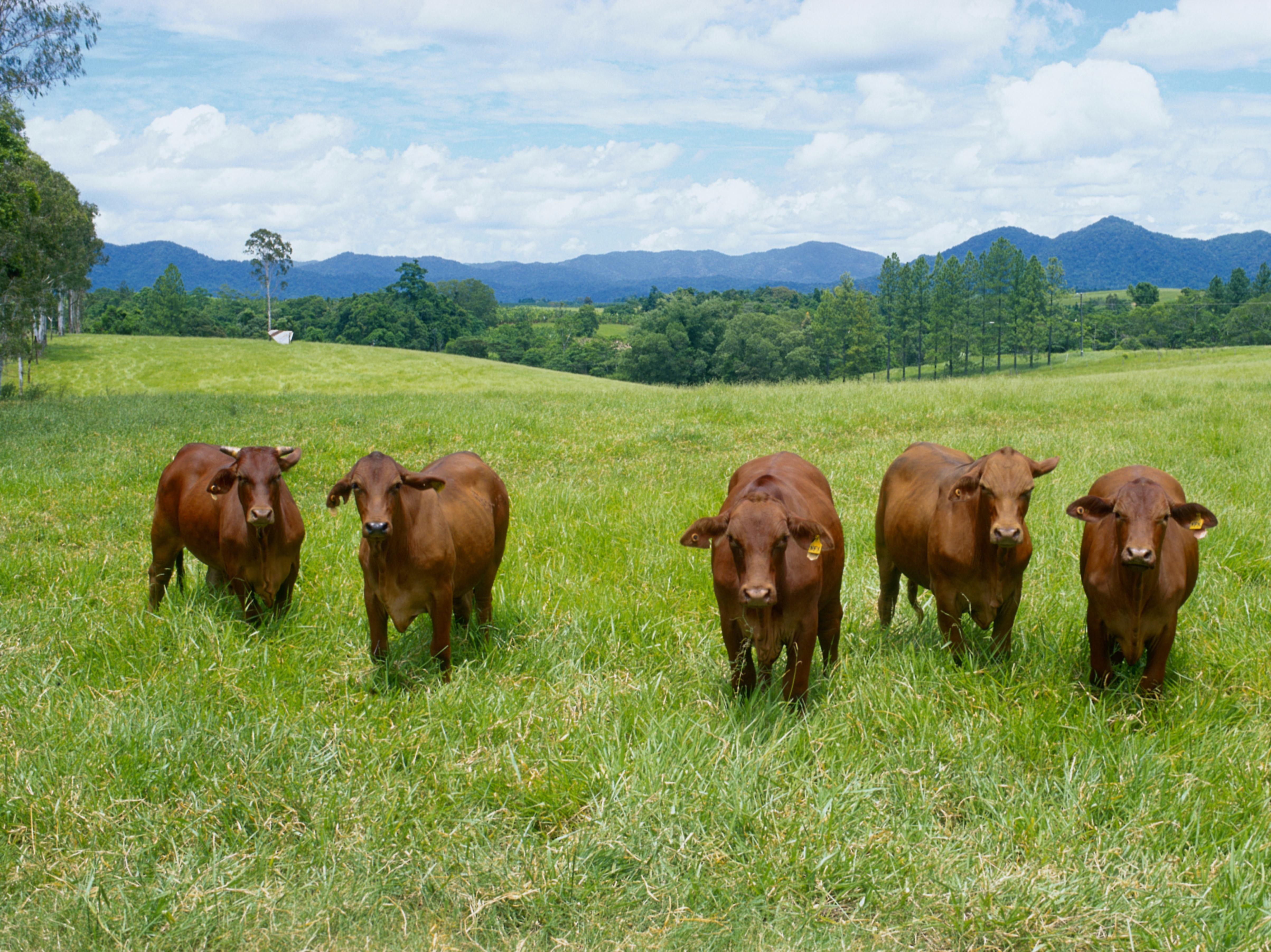 Brahman cattle graze in a field in Innisfail, Queensland, Australia. Researchers can estimate the greenhouse gas emissions and land used to produce various foods in different parts of the world. They've used that data to calculate the environmental impact of a shift in what people eat. (Getty Images)