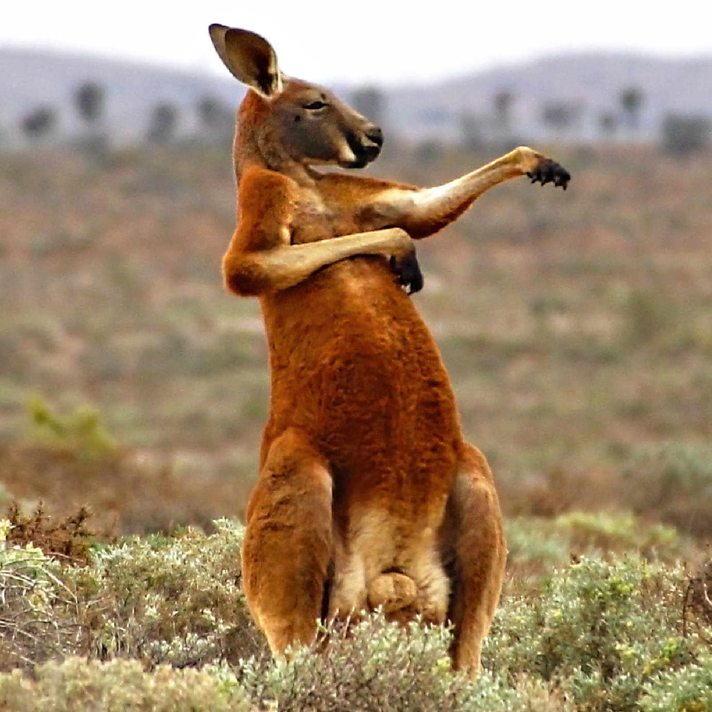 Here Come The Penitent Penguins The Comedy Wildlife Photo Awards Are