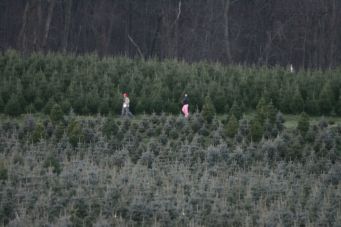 2022 Christmas Tree Shortage This Year's Christmas Tree Shortage Has Roots In The Recession NPR