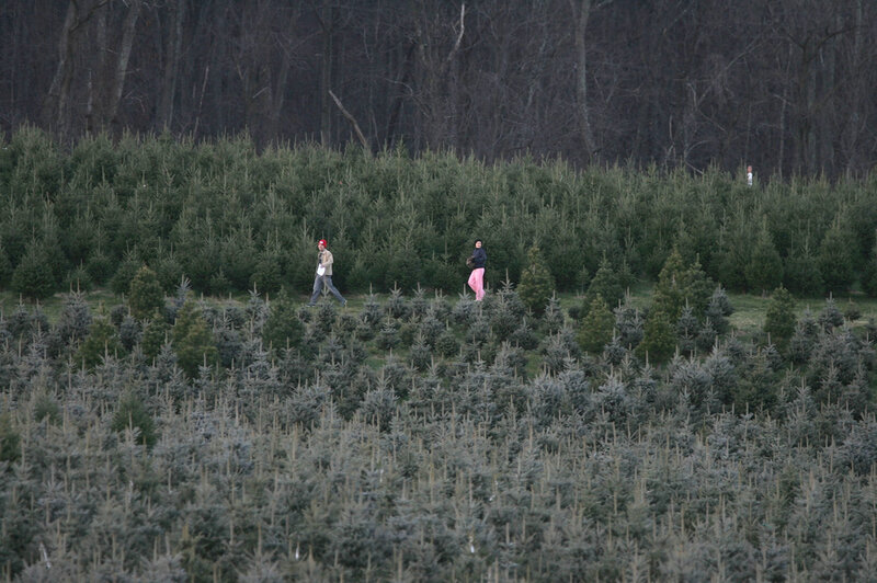This Year S Christmas Tree Shortage Has Roots In The