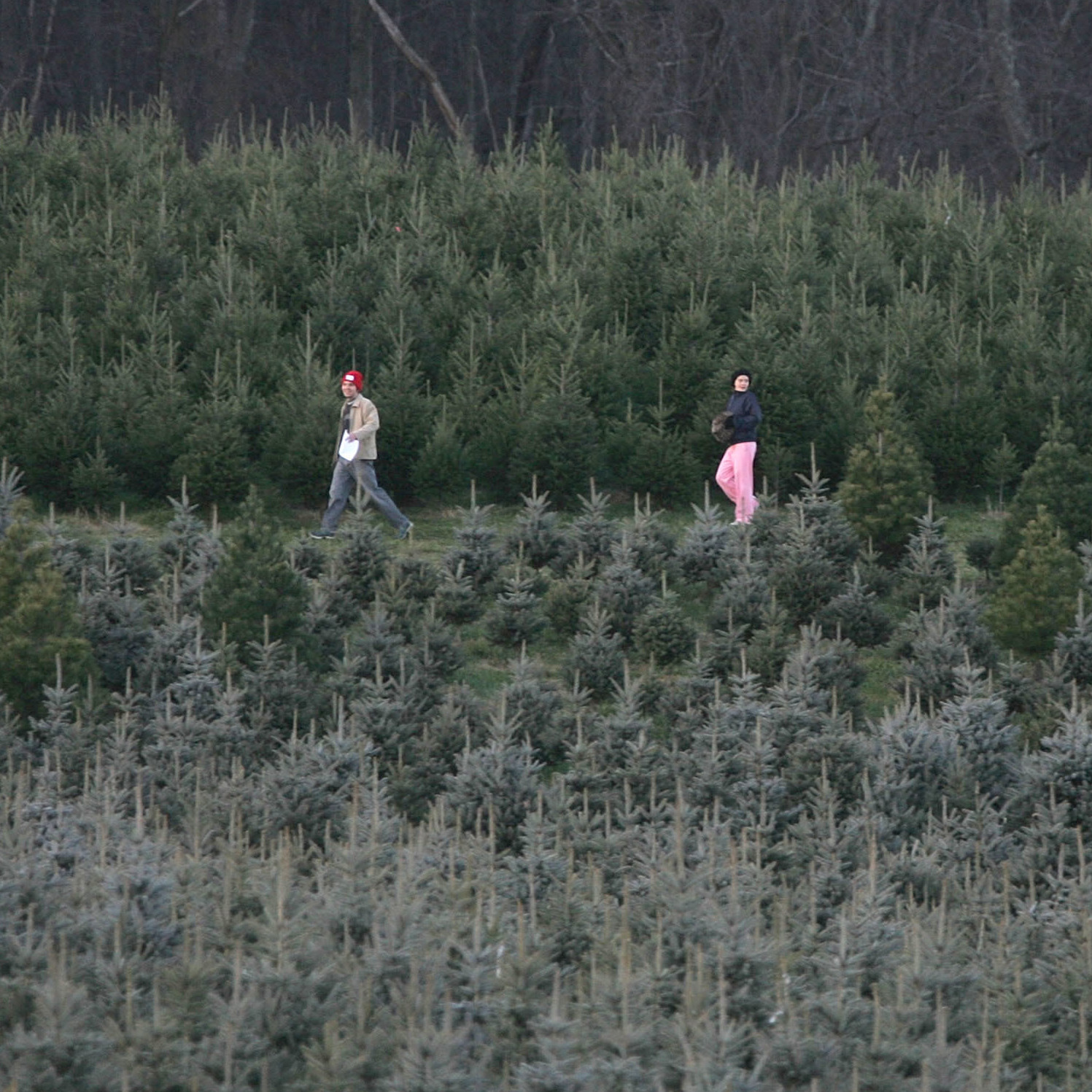 This Year's Christmas Tree Shortage Has Roots In The Recession