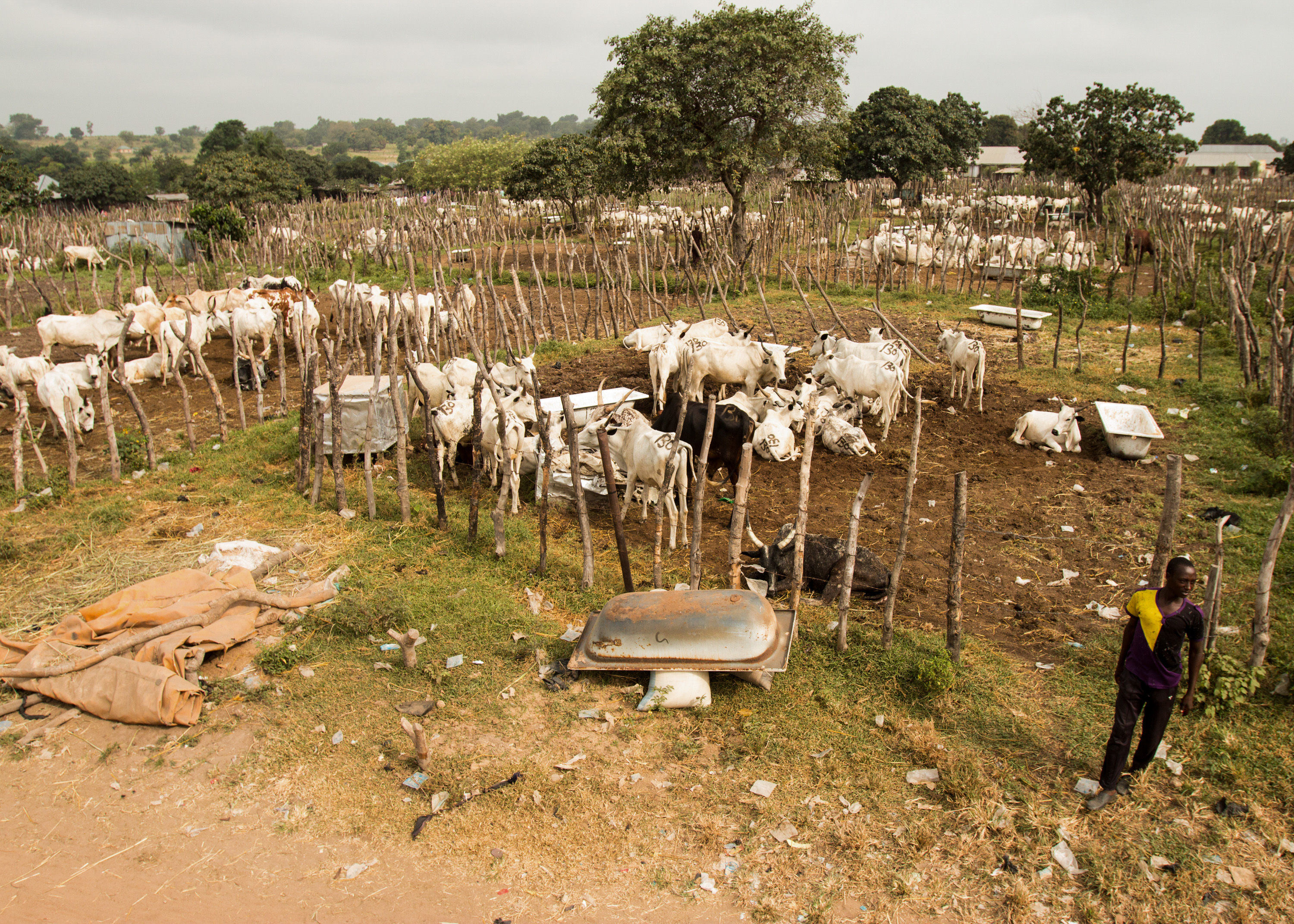 Why It's Now A Crime To Let Cattle Graze Freely In 2 Nigerian States